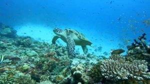 Turtles In The House Reef | Veligandu Island Resort & Spa - Maldives
