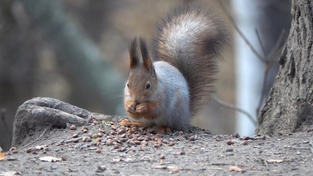 Прибежала Толстая