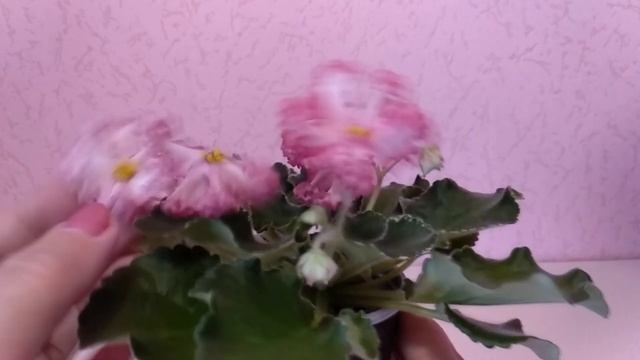 Фиалки. Мои новые сорта. Начинаю эксперимент. Часть 1.