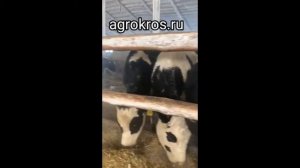 Купить КРС в рассрочку племенных нетелей молочных пород скота.