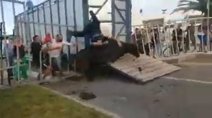 Бык Испания корида