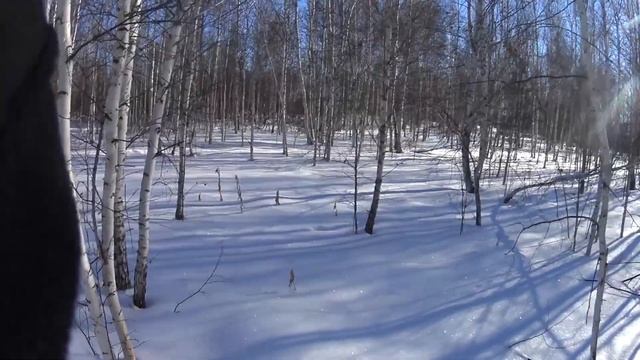 Охота на тетерева или бешеная тетерка!!! Два тетерева с одной полянки!!! смотреть онлайн