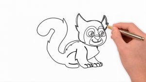 How to Draw a Raccoon, draw animals