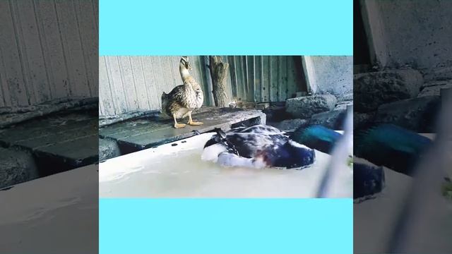 Утки на карантине! Утки в домашних условиях! Утки 2 месяца! Утки в домашнем хозяйстве! Жизнь утят! смотреть онлайн