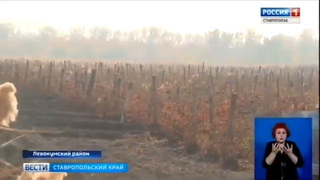 Как поддерживают виноградарей в Левокумском районе
