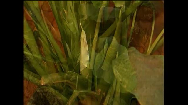 Каллы смотреть онлайн