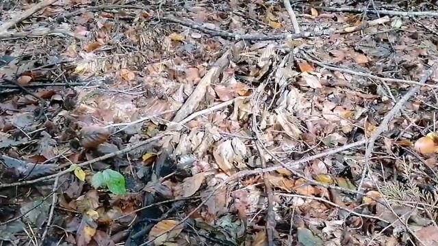 Pilzarten sammeln im Oktober | Parasole und mehr смотреть онлайн