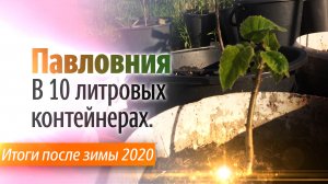 Павловния в 10 литровых контейнерах - Итоги после зимы 2020.