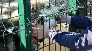 Корм для хаски