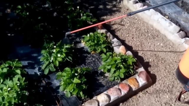 Подкормка растений.Внекорневая,универсальная