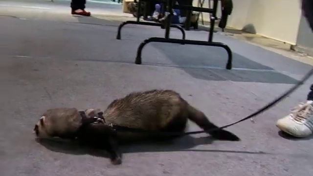 Самый главный зверь на выставке собак! смотреть онлайн