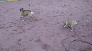 Кадебо Майк 3,5 года и щенок кадебо Ганс 4 месяца