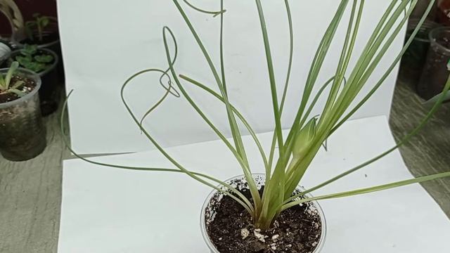 Albuca spiralis (Альбука спиральная) луковичный суккулент из Южной Африки смотреть онлайн