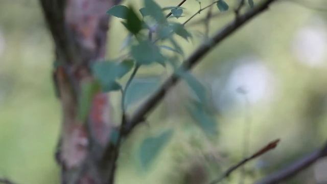 Берёза черная I Betula nigra