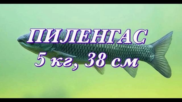 № 125. Разрешенный к вылову #размеривесрыбы
