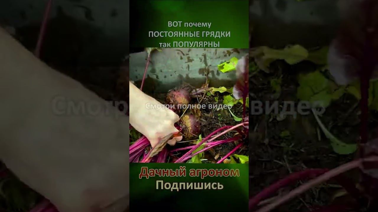 Получилось удивить? ВОТ почему ПОСТОЯННЫЕ ГРЯДКИ так ПОПУЛЯРНЫ Дачный агроном