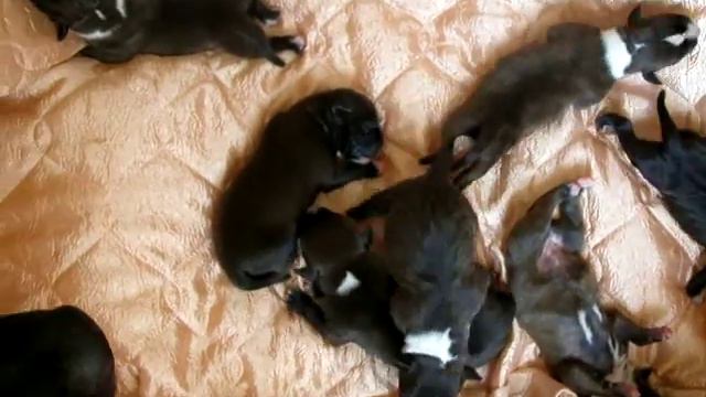 Детки Яры и Порша смотреть онлайн