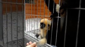 Вьетнам. Далат. Кофейная ферма Лювак. Чудесные обезьянки-прилипалы.