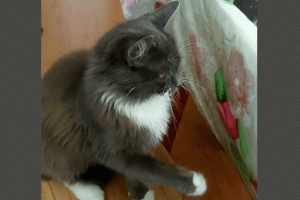Кошка Муся дает лапку