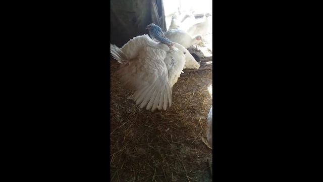 #shorts #короткиевидео КАК ДАВАТЬ МЕЛ ИНДЮКАМ.. смотреть онлайн