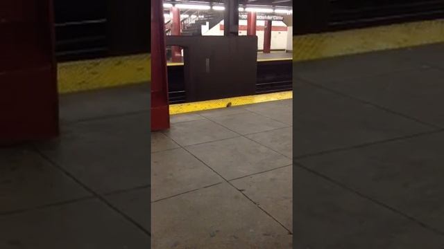 Rat on subway platform