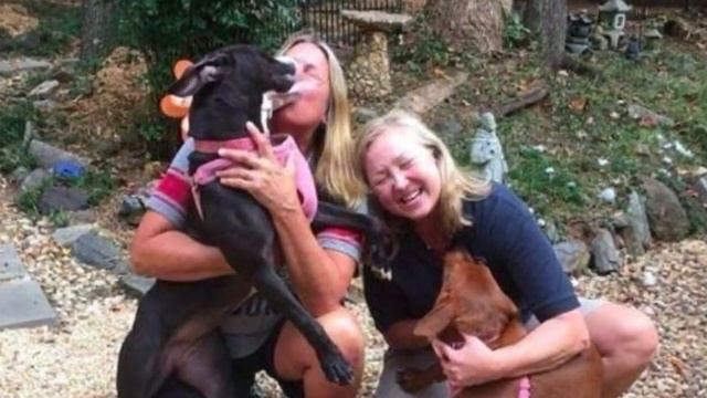 A couple of dogs were going to be put down but look at them now! смотреть онлайн