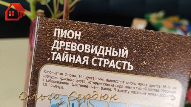 РОЗЫ ИЗ ОБИ. Пополнение моей коллекции новыми бордюрными и флорибунда розами.