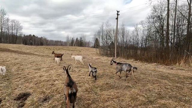 Бобры воруют дрова.Вывозим дрова из леса на мотоблоке.