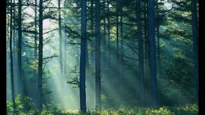 Deep Forest 3 Desert Walk