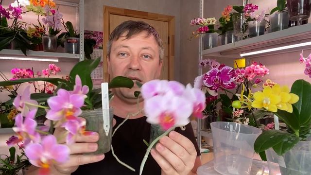 КОГДА ОРХИДЕИ ЗАЦВЕТАЮТ и в каких размерах от 1,7 до 3,5