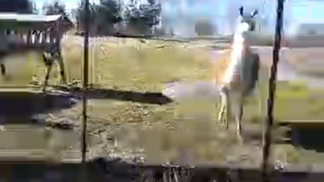 Зоопарк в Хельсинки смотреть онлайн