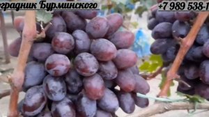 НОВИНКА!!! ГФ. Винограда ДУНАЙ (Калугин В.М.).