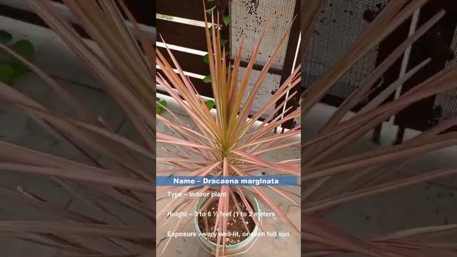 Dracaena marginata Plant | Josh Gardening |