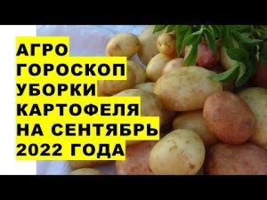 Агрогороскоп уборки картошки и закладки её на хранение в сентябре 2022 года