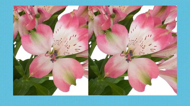 Alstroemeria flowers - BURGUNDY смотреть онлайн