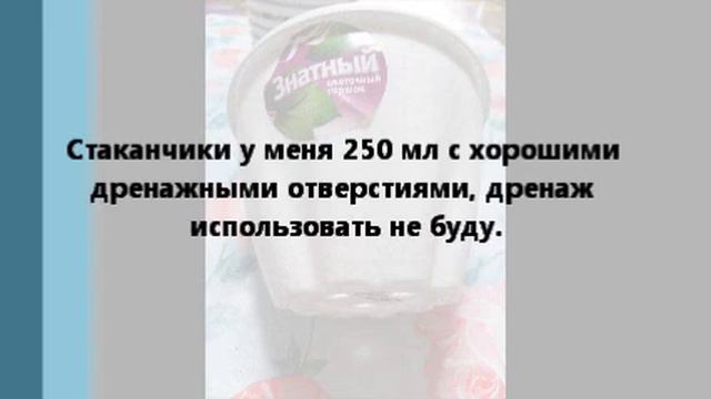 Пикировка цикламенов. Срочно ! смотреть онлайн