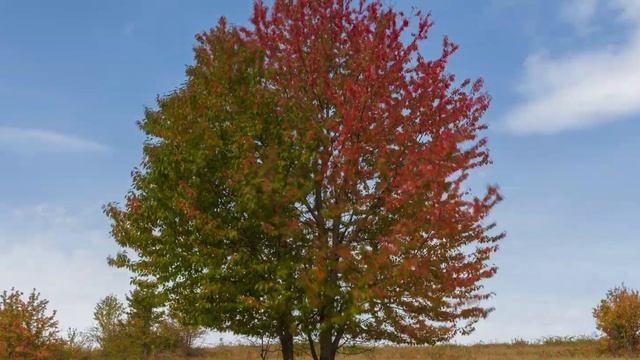 Momentky zo Slovenského krasu (Timelapse, Slovenský kras) смотреть онлайн