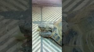 А говорят у черепах нет зубов!