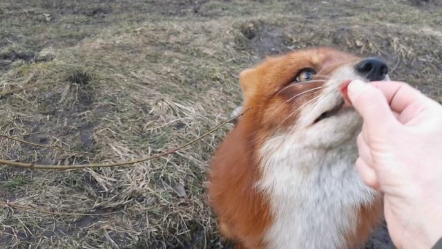 Лис Альф радуется весне смотреть онлайн