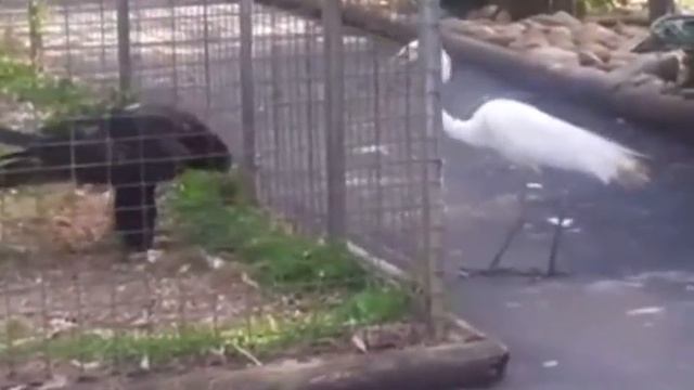 Будь орлом брат мой! ? смотреть онлайн