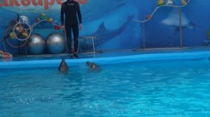 Дельфины прыгают через скакалку Dolphins jumping rope