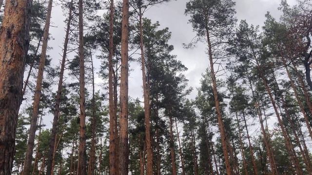 Сосновый #Лес и Пасмурное Серое Небо - Осенняя #Природа Украины Pine Tree Forest & Autumn #Nature 4