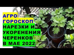 Агрогороскоп нарезки и укоренения черенков растений в мае 2022 года