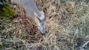 сибирская косуля