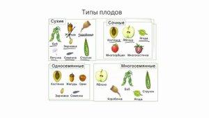 Цветок. Плод. Семя