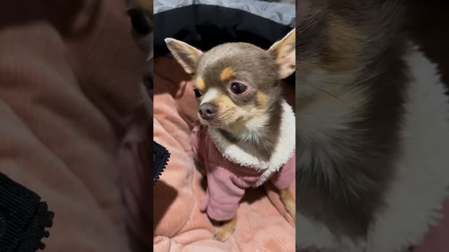 Лёня в ресторане смотреть онлайн