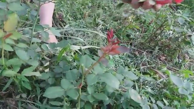 Результат  выращивания роз из черенков.