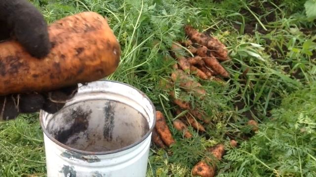 Кто лучше, крот или водяная крыса?Как хранить морковь//Сбор последнего урожая. смотреть онлайн