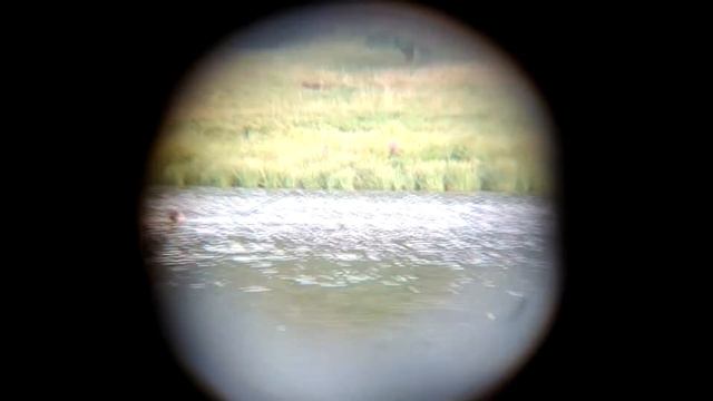 Сережа и карп!)) -"Ща я его догоню!" смотреть онлайн