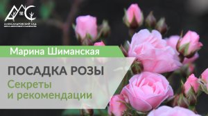 Посадка розы. Рекомендации Марины Шиманской